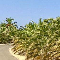 Renaissance Vineyard & Winery - Entrance road.