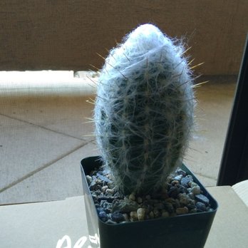 Bach's Cactus Nursery - Nurseries & Gardening Near Me - Tucson, Arizona