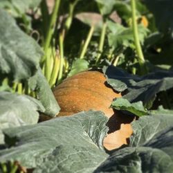R & B Pleasant Hill Farms - Baby Pumpkin turning color.