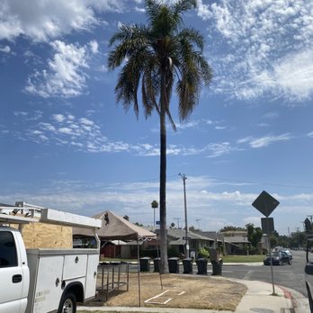 Freddy's Tree Service - Tree Services Near Me - Anaheim, California Freddy's Tree Service - Tree Services Near Me - Anaheim, California