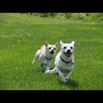 Ruff To Ready - It feels good to be a dog and just run - Pet Training Near Me Ruff To Ready - It feels good to be a dog and just run - Pet Training Near Me