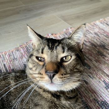 Charlottesville Cat Care Clinic - before treatment - Veterinarians Near Me - Charlottesville, Virginia