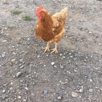 Primo - Another rooster hanging out freely on the premises - Mediterranean Near Me - Rockland, Maine Primo - Another rooster hanging out freely on the premises - Mediterranean Near Me - Rockland, Maine