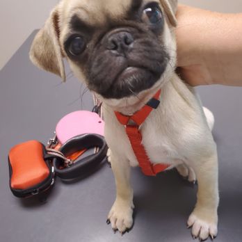 Pug Downs - Lollipop at 10.5 weeks.She is the fabulous child from Tammy's PugDowns! - Pet Adoption Near Me - Glenrock, Wyoming Pug Downs - Lollipop at 10.5 weeks.She is the fabulous child from Tammy's PugDowns! - Pet Adoption Near Me - Glenrock, Wyoming