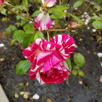 Rose Garden - Variegated petals! - Parks Near Me - San Francisco, California Rose Garden - Variegated petals! - Parks Near Me - San Francisco, California