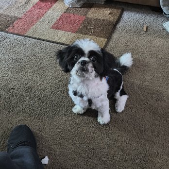Alpha K9 U - Surgio first cut he is so cute - Pet Sitting Near Me - Fishers, Indiana Alpha K9 U - Surgio first cut he is so cute - Pet Sitting Near Me - Fishers, Indiana