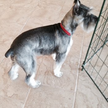 All Star Pet Grooming - Schnauzers are our specialty - Pet Groomers Near Me - Las Cruces, New Mexico All Star Pet Grooming - Schnauzers are our specialty - Pet Groomers Near Me - Las Cruces, New Mexico