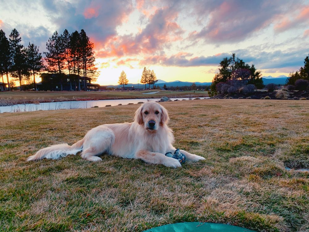 VETERINARY REFERRAL CENTER OF CENTRAL OREGON Updated September 2024