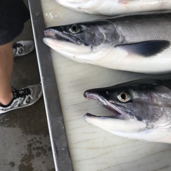 Sport Fish Colorado - Close up - Boat Tours Near Me - Gunnison, Colorado Sport Fish Colorado - Close up - Boat Tours Near Me - Gunnison, Colorado