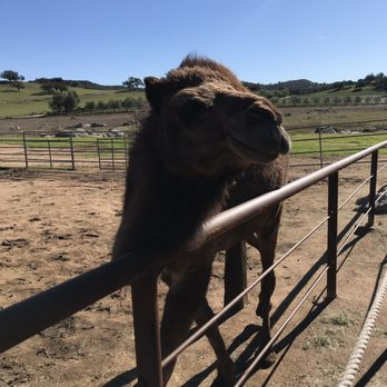 Oasis Camel Dairy - Attraction Farms Near Me - Ramona, California Oasis Camel Dairy - Attraction Farms Near Me - Ramona, California