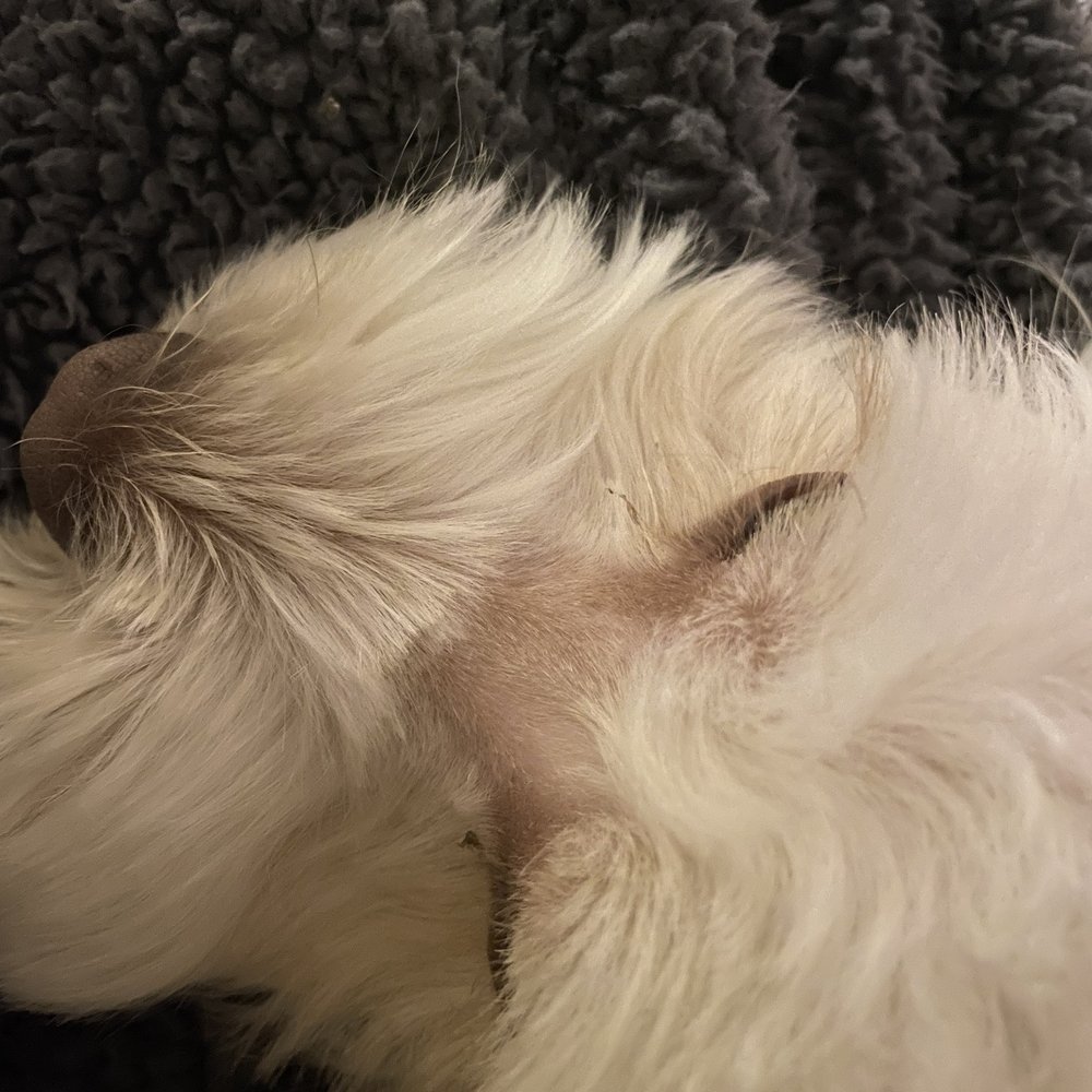 Grooming By V - Pet Groomers Near Me - Alhambra, California Grooming By V - Pet Groomers Near Me - Alhambra, California