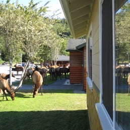 Elk Meadow Cabins: Elk in the front yard