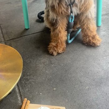 Cups & Pups Coffee - The only dog offering from the coffee shop - Coffee & Tea Near Me - Orlando, Florida Cups & Pups Coffee - The only dog offering from the coffee shop - Coffee & Tea Near Me - Orlando, Florida