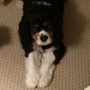 Highlands Critter Sitter - Pet Sitting Near Me