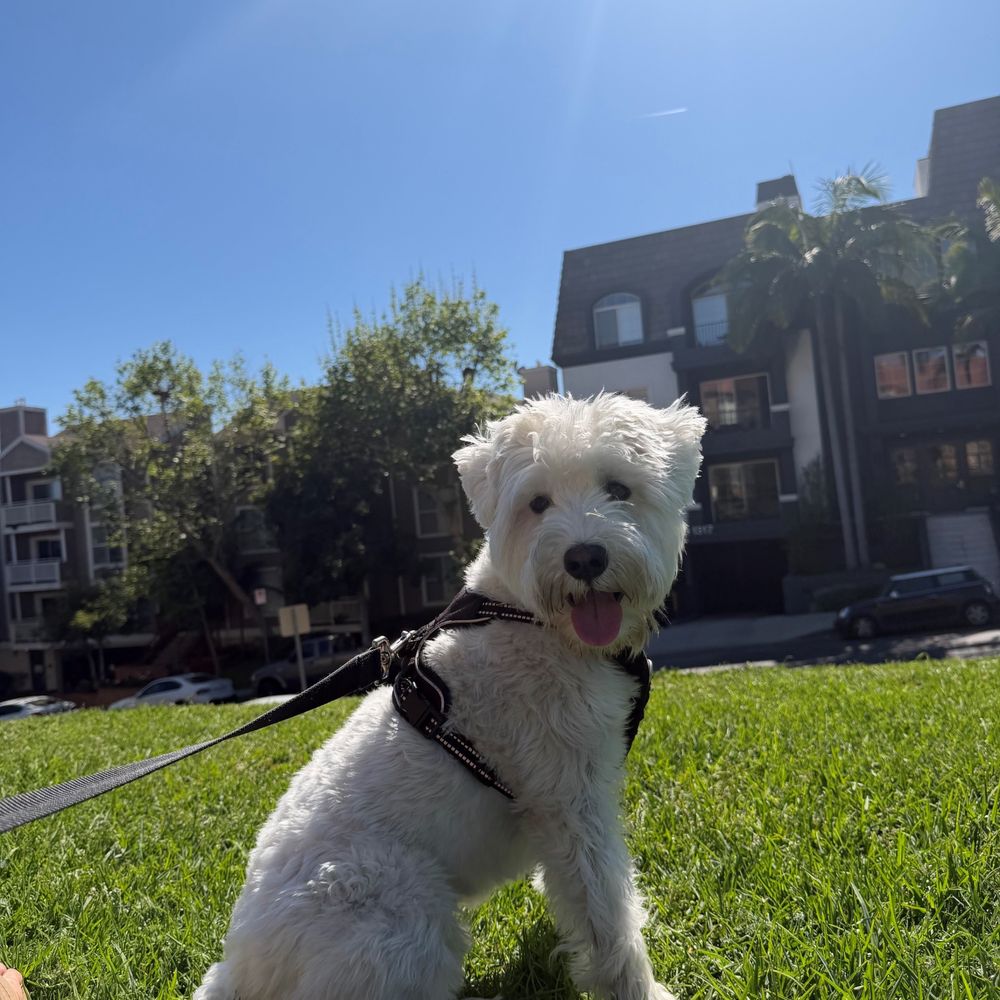 CANIS - Behavior and Training - Pet Training Near Me - Tarzana, California