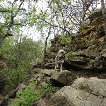 Bull Creek District Park - Moose climbs rocks like a pro. - Parks Near Me - Austin, Texas Bull Creek District Park - Moose climbs rocks like a pro. - Parks Near Me - Austin, Texas