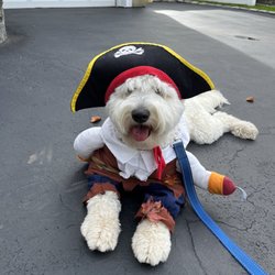 Syosset Animal Hospital - Halloween - Captain Charlie