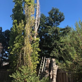 Fast Response Tree Service - Tree Services Near Me - Folsom, California