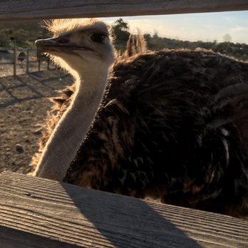 Ostrichland USA - Attraction Farms Near Me - Solvang, California Ostrichland USA - Attraction Farms Near Me - Solvang, California