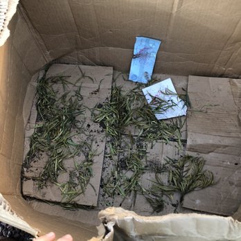 Michael's Nursery - The casualties - Nurseries & Gardening Near Me - Glenmora, Louisiana