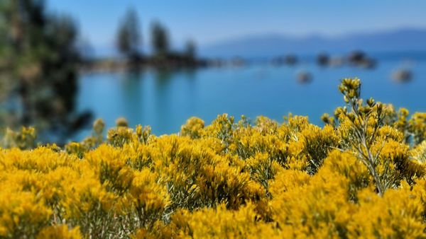 Sand Harbor State Park by null