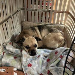 Bark & Roll - Lazy morning after the day camp
