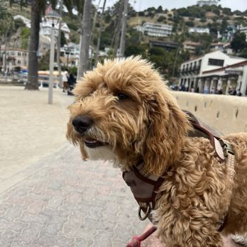 Bark Busters - Mae the golden doodle - Pet Training Near Me Bark Busters - Mae the golden doodle - Pet Training Near Me