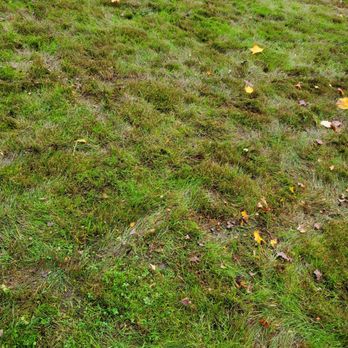 Riggins Lawn Care - a green lawn with grass and leaves - Landscaping Near Me - Vineland, New Jersey