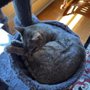 Photo of The Cat Clinic Of Northwest Arkansas