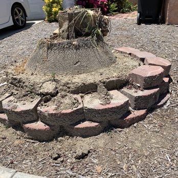 Bernabe Tree Service - Before - Tree Services Near Me - Riverside, California
