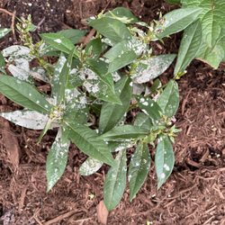 Kiefer Landscaping & Nursery