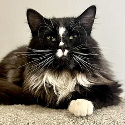 Catwalk Salon Spa - Tux