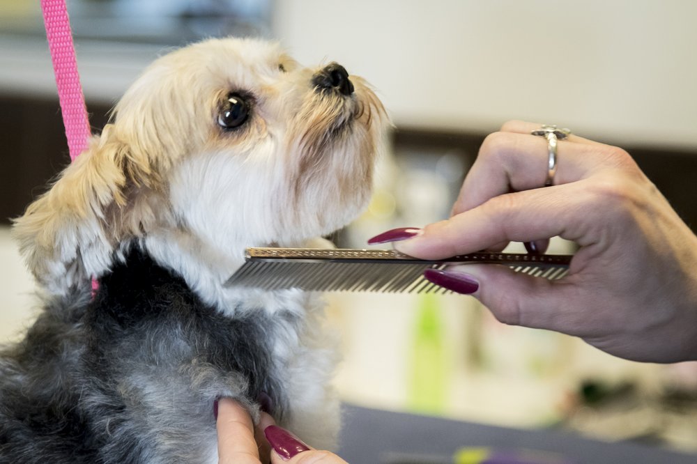 POOCH HOTEL NORWALK Updated October 2024 31 Photos & 42 Reviews