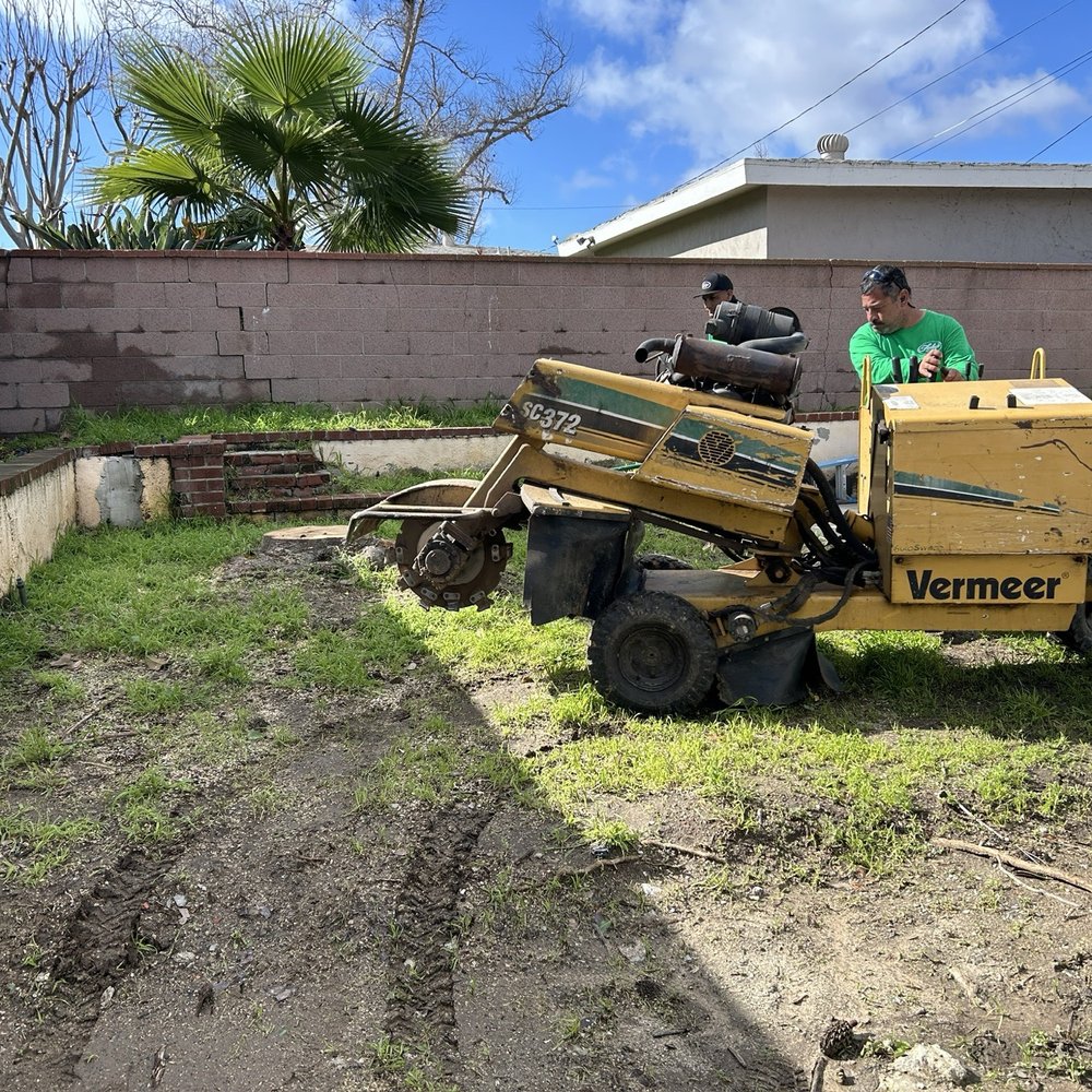 Finley's Tree and Land Care - Day 2 - Tree Services Near Me - Torrance, California Finley's Tree and Land Care - Day 2 - Tree Services Near Me - Torrance, California