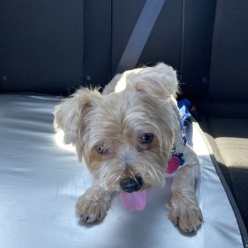 PetSmart - After four hours - Pet Stores Near Me - Sunset Valley, Texas