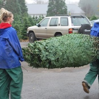 JTB U-Cut Christmas Trees - Christmas Trees Near Me - Gresham, Oregon