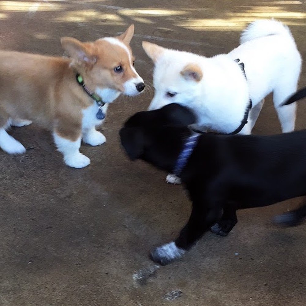 Karma Dog Training - Pet Training Near Me - San Marcos, Texas