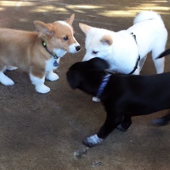 Karma Dog Training - Pet Training Near Me - San Marcos, Texas