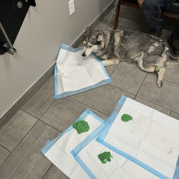 Veterinary Emergency Group - Emergency Pet Hospital Near Me - San Ramon, California