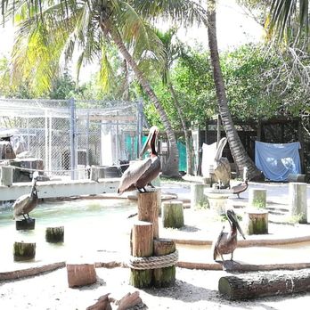 Peace River Wildlife Center - Animal Shelters Near Me - Punta Gorda, Florida Peace River Wildlife Center - Animal Shelters Near Me - Punta Gorda, Florida