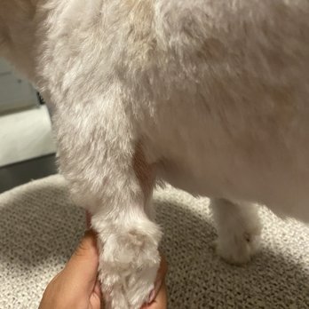 Q d Doggie - Pet Groomers Near Me - Lake Forest, California