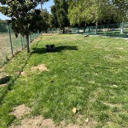 Bark Park