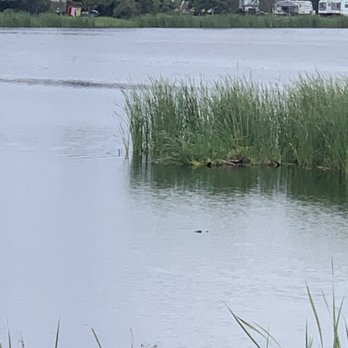 Gulf State Park - I spy a alligator - Parks Near Me - Gulf Shores, Alabama Gulf State Park - I spy a alligator - Parks Near Me - Gulf Shores, Alabama