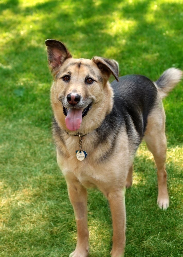 WICKER PET 77 Photos & 77 Reviews Dog Walkers 2029 W North Ave