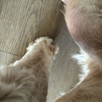 Furry Land - Pet Groomers Near Me