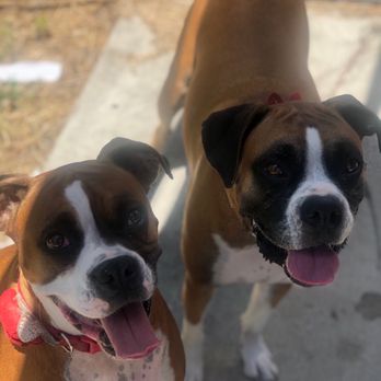Steven Roy Dog Training - Pet Training Near Me Steven Roy Dog Training - Pet Training Near Me