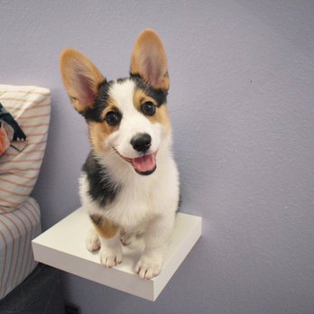 The DogMaster - Dexter @_dexthecorgi on Instagram - Pet Training Near Me - Walnut, California