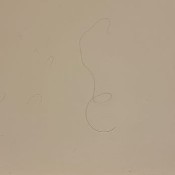 Hotel Santa Fe, The Hacienda & Spa - Someone's random hair is hanging above the shower. - Hotels Near Me - Santa Fe, New Mexico
