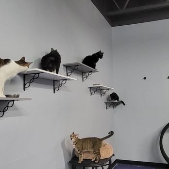 Tail Town - The cats that don't share food well - Pet Adoption Near Me - Pasadena, California