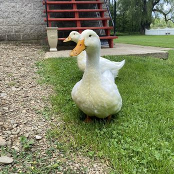 Victoria On Main - Resident ducks, Fred and Ethyl - Bed & Breakfast Near Me - Corry, Pennsylvania